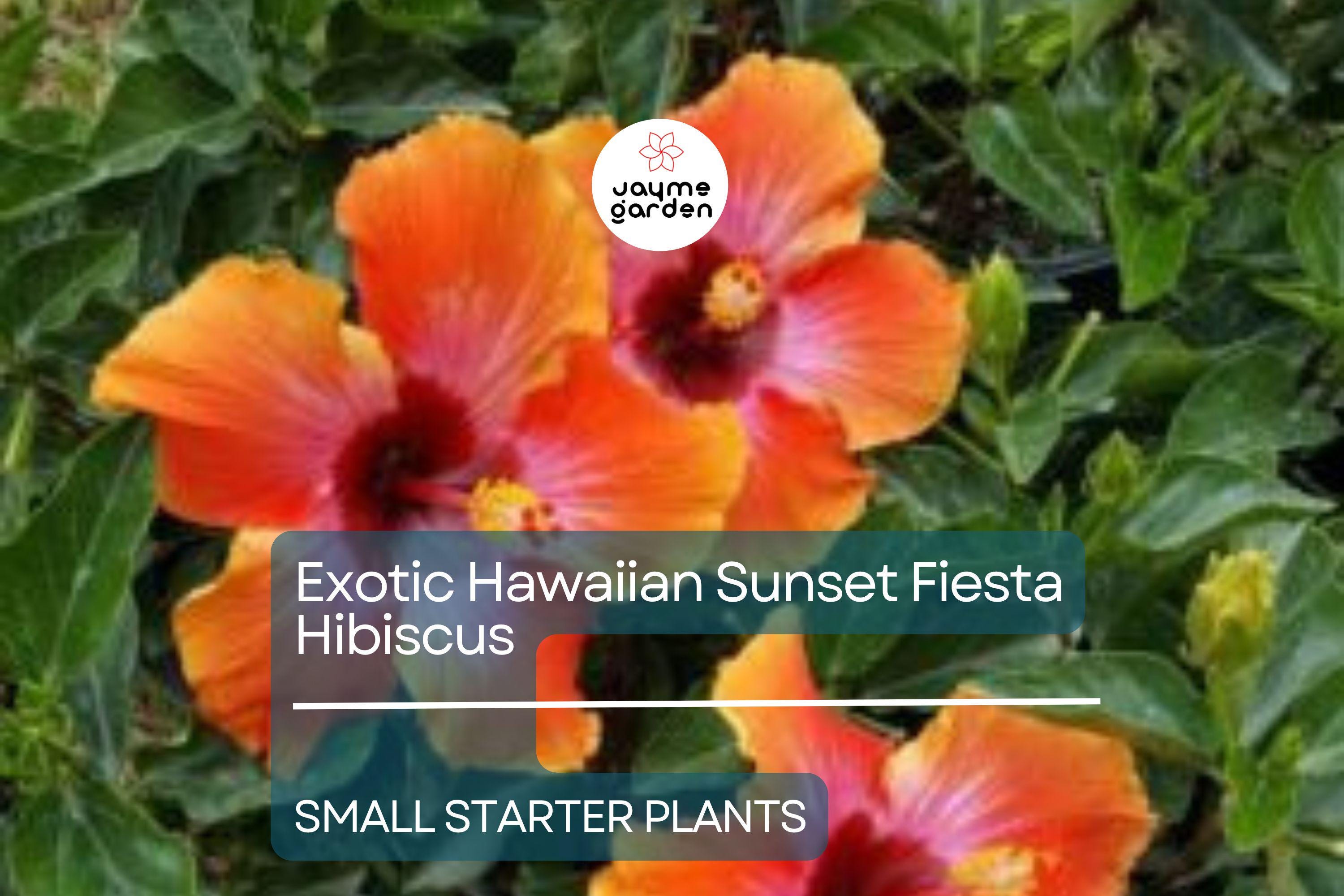 Exotic Hawaiian Sunset Fiesta Hibiscus Starter Plant - Live Tropical Plant 3-5 Inches Tall - Bare Root for Gardens & Landscaping