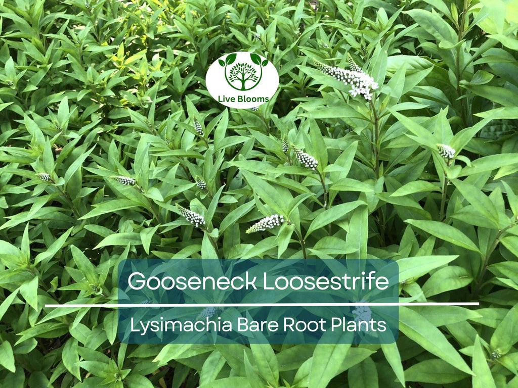 10 Gooseneck Loosestrife Plants – Bare Root Perennials – White Flowers – Lysimachia clethroides – Easy Ground Cover