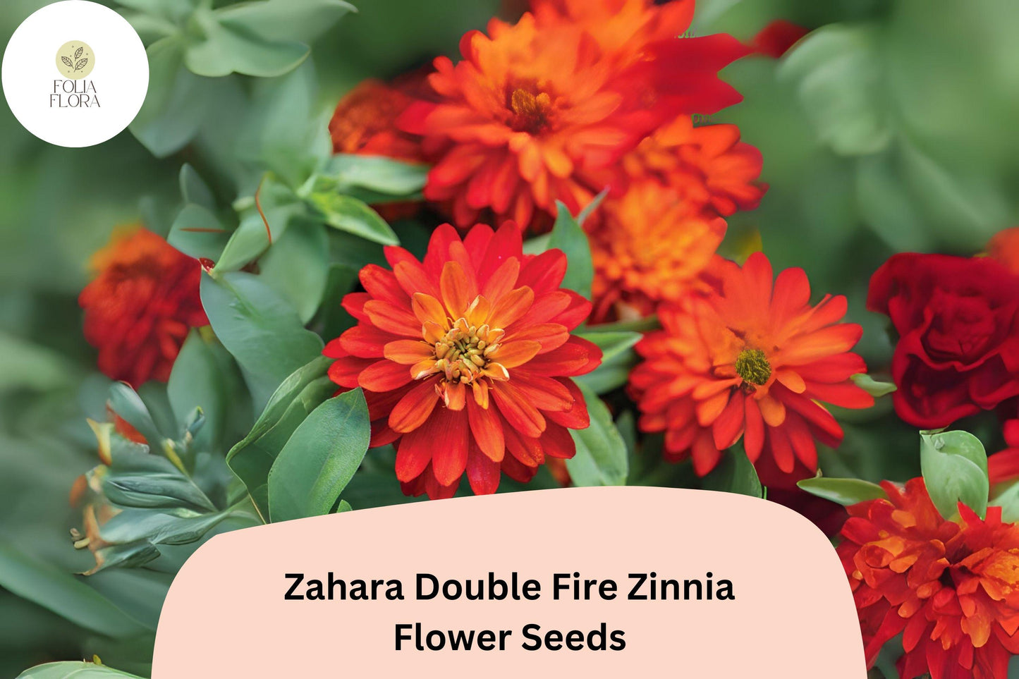 100+ Zahara Double Fire Zinnia Seeds – Bright Orange-Red Annual Flowers for Garden Planting, Borders & Containers