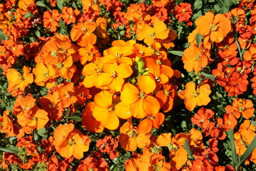 Siberian Wallflower – Cheiranthus allionii / Erysimum cheiri Seeds | 100 Seeds | Bright Orange Blooms