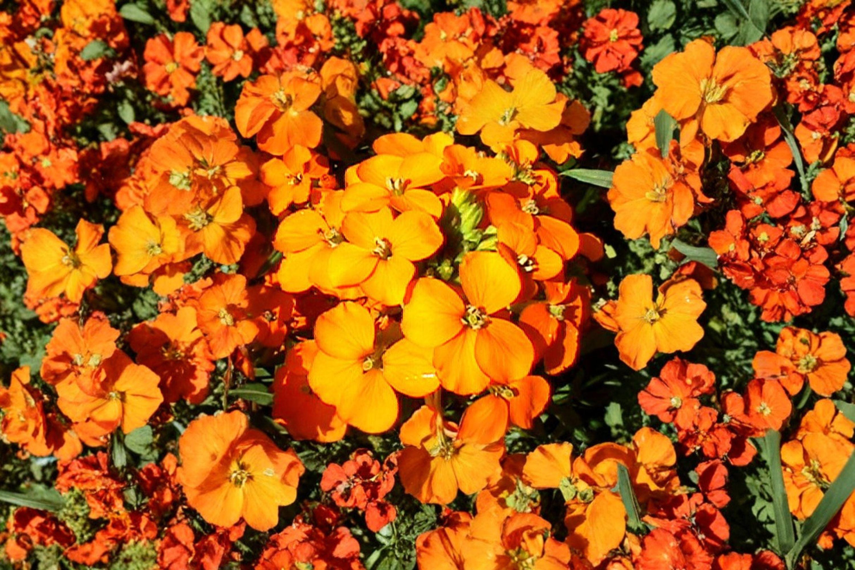 Siberian Wallflower – Cheiranthus allionii / Erysimum cheiri Seeds | 100 Seeds | Bright Orange Blooms
