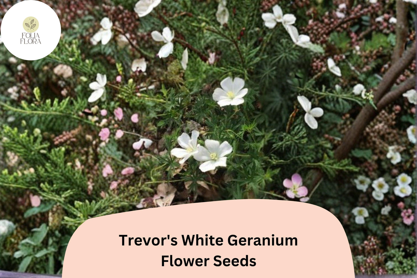 25+ Trevor’s White Geranium Seeds | Hardy Perennial Cranesbill | White Blooms for Garden Beds and Borders