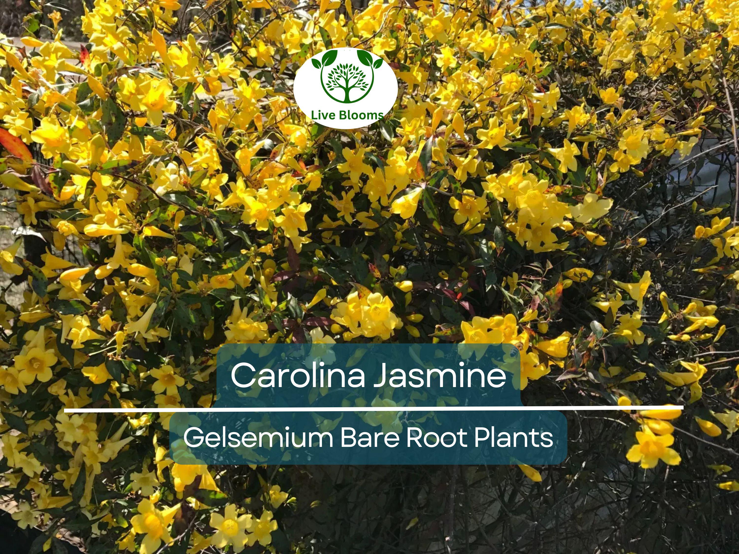 6 Carolina Jasmine Vines – Yellow Flowering Live Plants with Roots – Fast-Growing Climber – Fragrant Evergreen Starter Pack