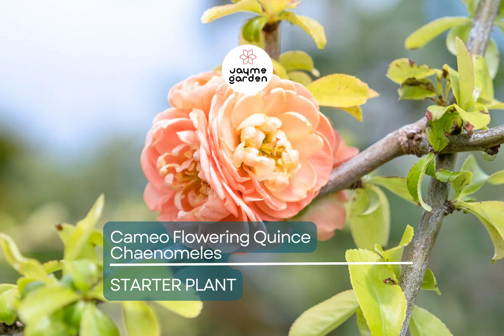 Cameo Flowering Quince (Chaenomeles Speciosa) | Live 1-Gallon Shrub for Bonsai or Garden | Hardy Zones 4-8