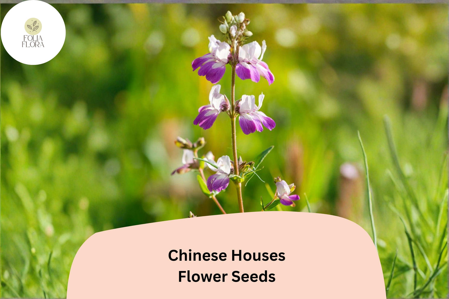 Chinese Houses Seeds – 100 Collinsia heterophylla | Easy Grow Annual for Borders