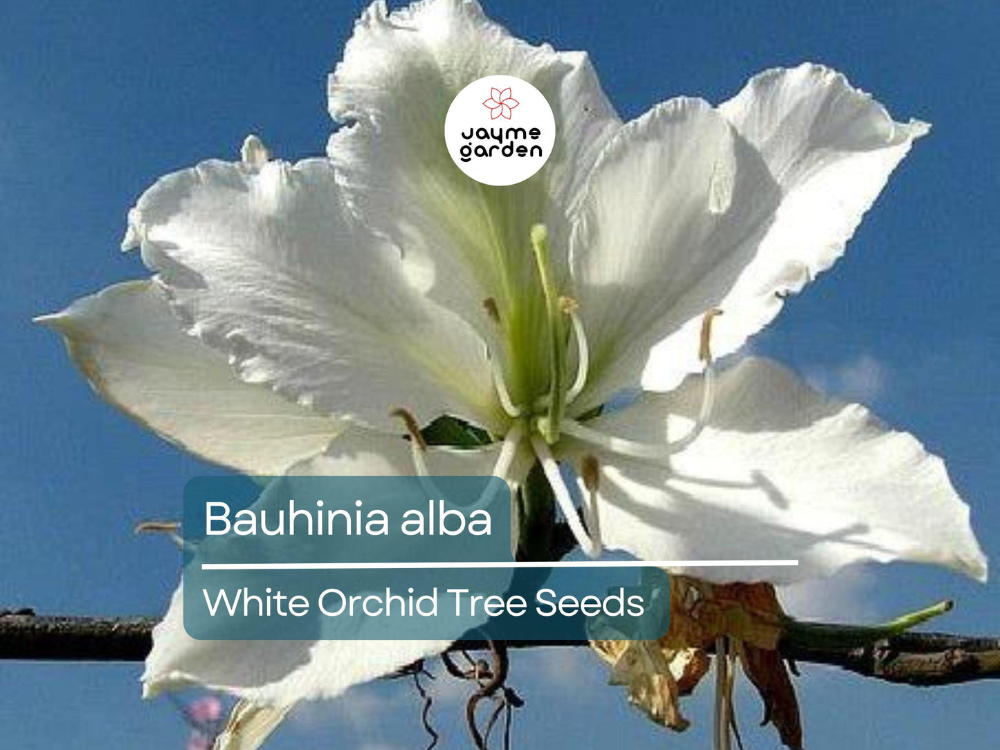 10 Seeds Bauhinia Alba for Planting | White Orchid Tree | Rare White Bauhinia Seeds | Fast Growing Ornamental Flowering Tree for Garden