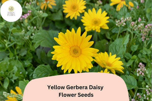 200+ Yellow Gerbera Daisy Seeds | Gerbera jamesonii | Bright Golden Blooms | Long-Lasting Cut Flower for Garden & Pots