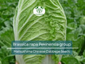 150 Seeds Chinese Cabbage Matsushima - Brassica rapa Pekinensia Group | Heirloom Seeds for Planting, Gardening & Fresh Harvest
