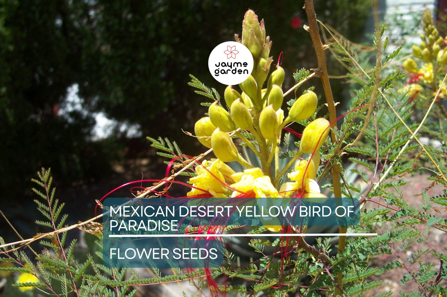 5 Mexican Desert Yellow Bird of Paradise Seeds (Caesalpinia gilliesii) – Vibrant Yellow & Red Blooms, USDA Zones 8-11, Drought-Tolerant