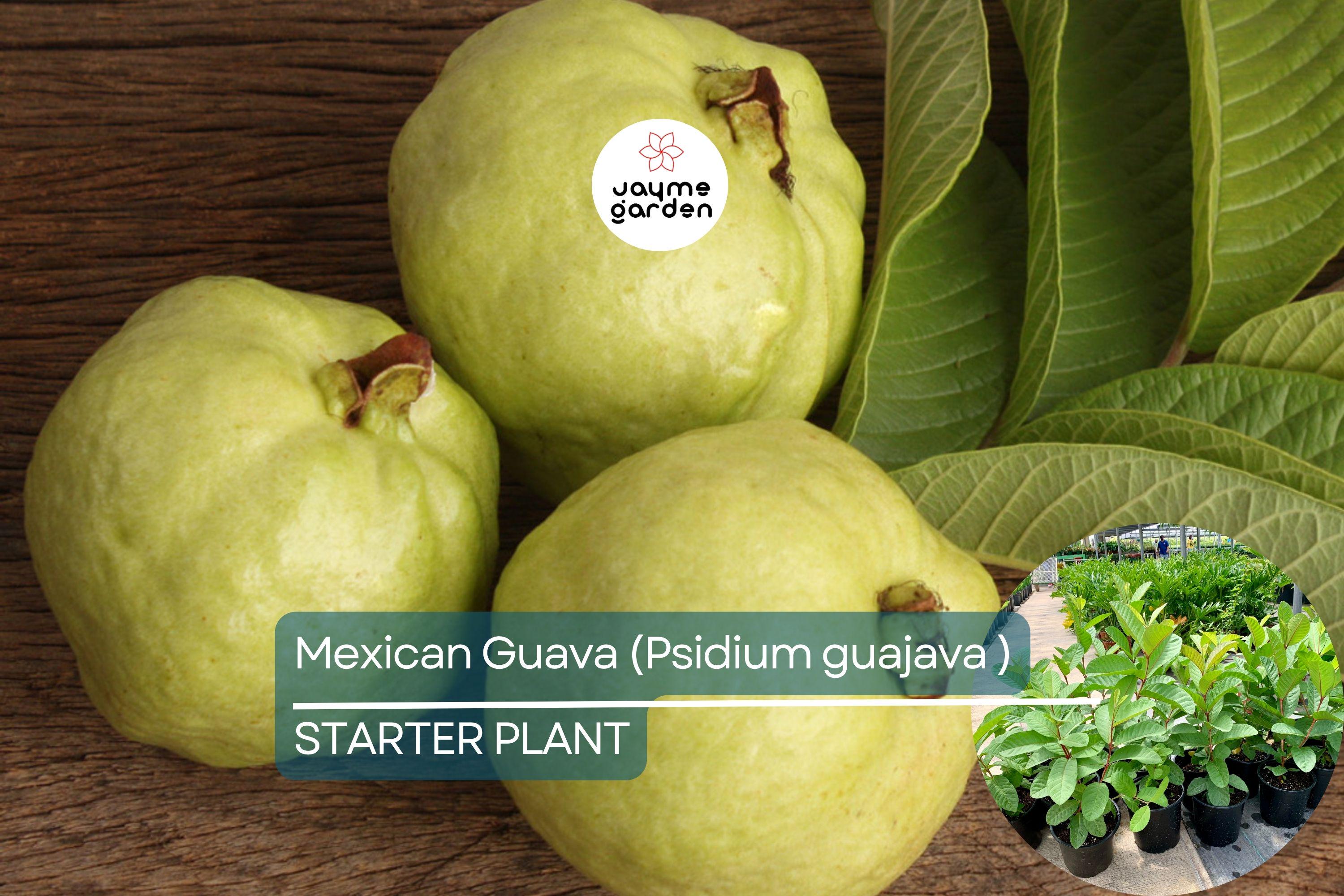 1 Mexican Guava (Psidium guajava) Live Fruit Tree – 1’-2’ Tall Sweet, Creamy Tropical Delight