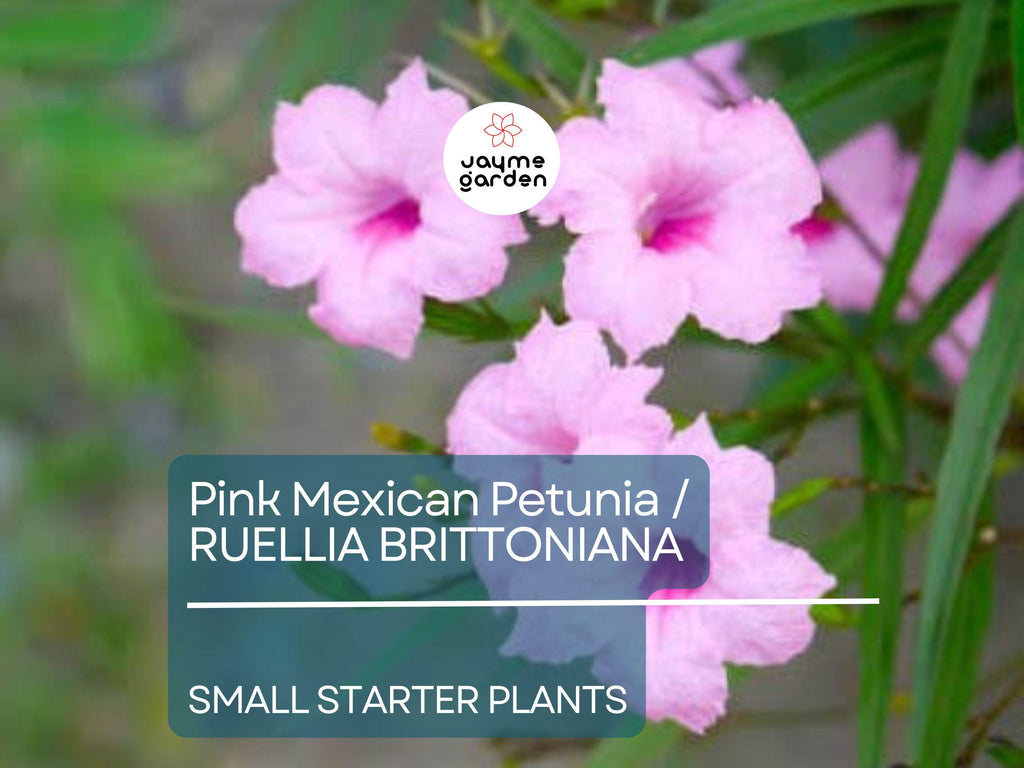 5 Small Starter Plants Pink Mexican Petunia (Ruellia brittoniana) - Tropical Perennials, Bare Root Live Plants, 3-5 Inches Tall