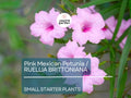 5 Small Starter Plants Pink Mexican Petunia (Ruellia brittoniana) - Tropical Perennials, Bare Root Live Plants, 3-5 Inches Tall