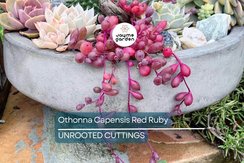 4 Othonna Capensis Cuttings - Ruby Necklace Succulent - 4-6” Long, Hanging Plant, Perfect for Containers