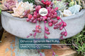 4 Othonna Capensis Cuttings - Ruby Necklace Succulent - 4-6” Long, Hanging Plant, Perfect for Containers