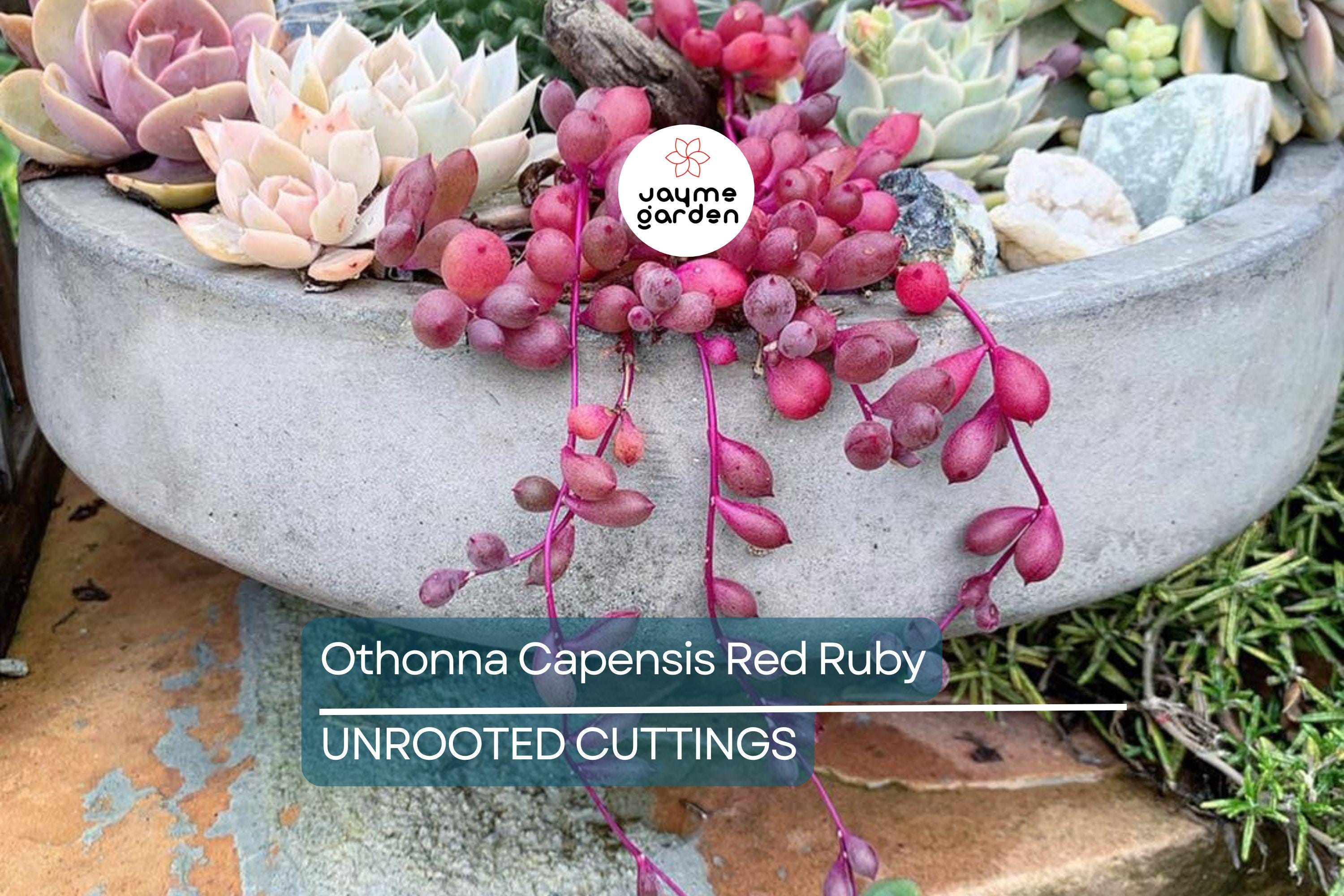 4 Othonna Capensis Cuttings - Ruby Necklace Succulent - 4-6” Long, Hanging Plant, Perfect for Containers