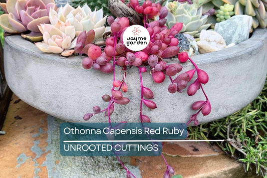 4 Othonna Capensis Cuttings - Ruby Necklace Succulent - 4-6” Long, Hanging Plant, Perfect for Containers