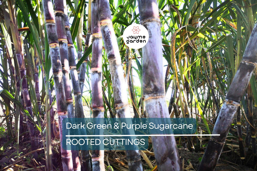 5 Dark Green and Purple Sugarcane Cuttings - Sweet & Juicy, 2" Rooted Sticks, Ready to Plant, Fast Growing, Live Plant