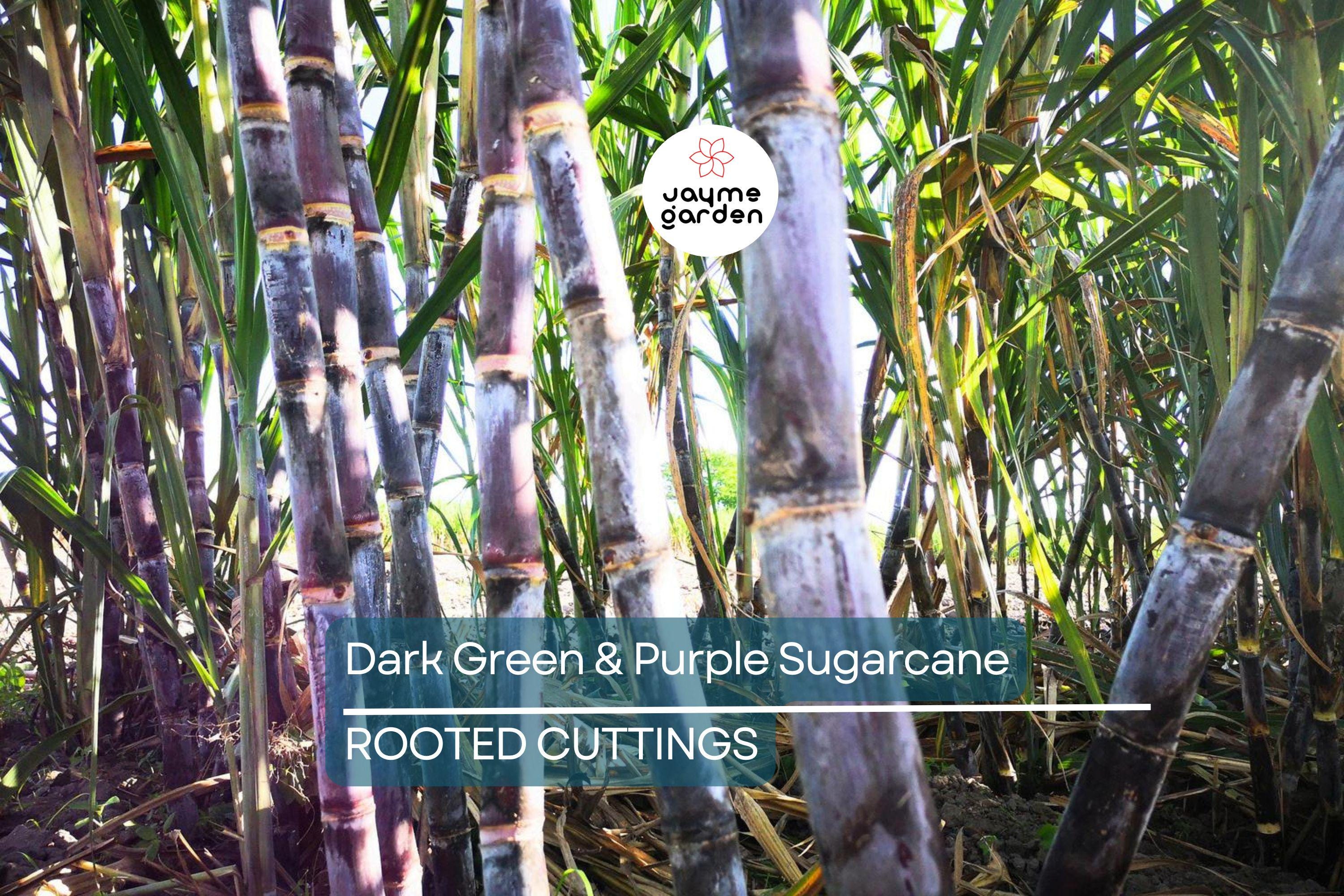 5 Dark Green and Purple Sugarcane Cuttings - Sweet & Juicy, 2" Rooted Sticks, Ready to Plant, Fast Growing, Live Plant