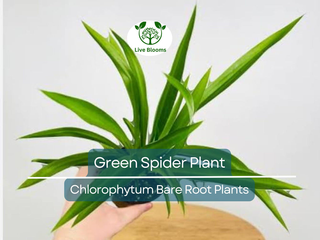 1 Spider Plant – Green Chlorophytum comosum Pup – Live Bare Root Starter – Easy-Care Air-Purifying Houseplant