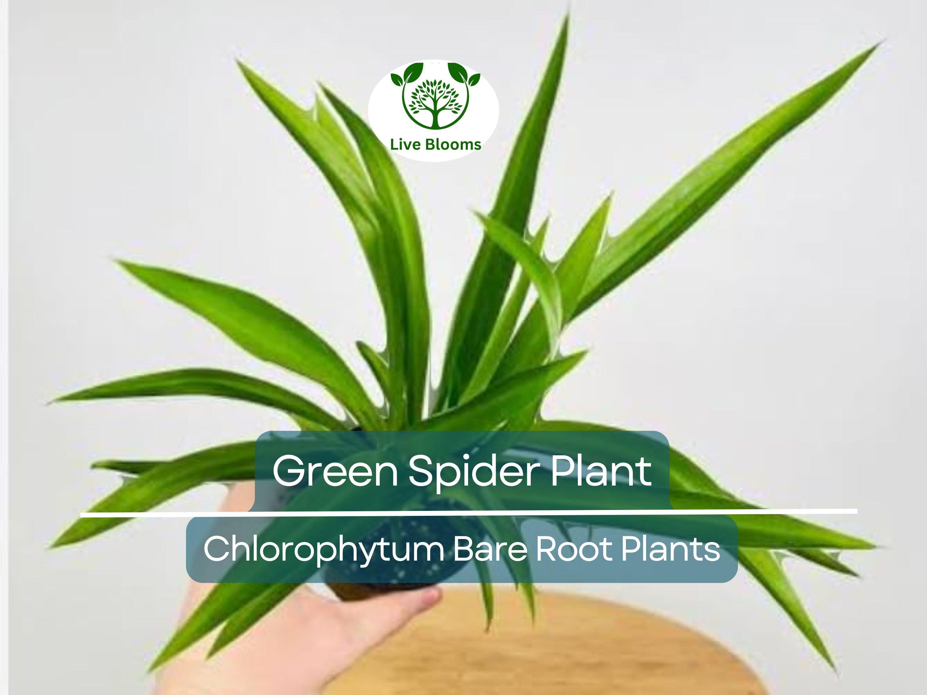 1 Spider Plant – Green Chlorophytum comosum Pup – Live Bare Root Starter – Easy-Care Air-Purifying Houseplant