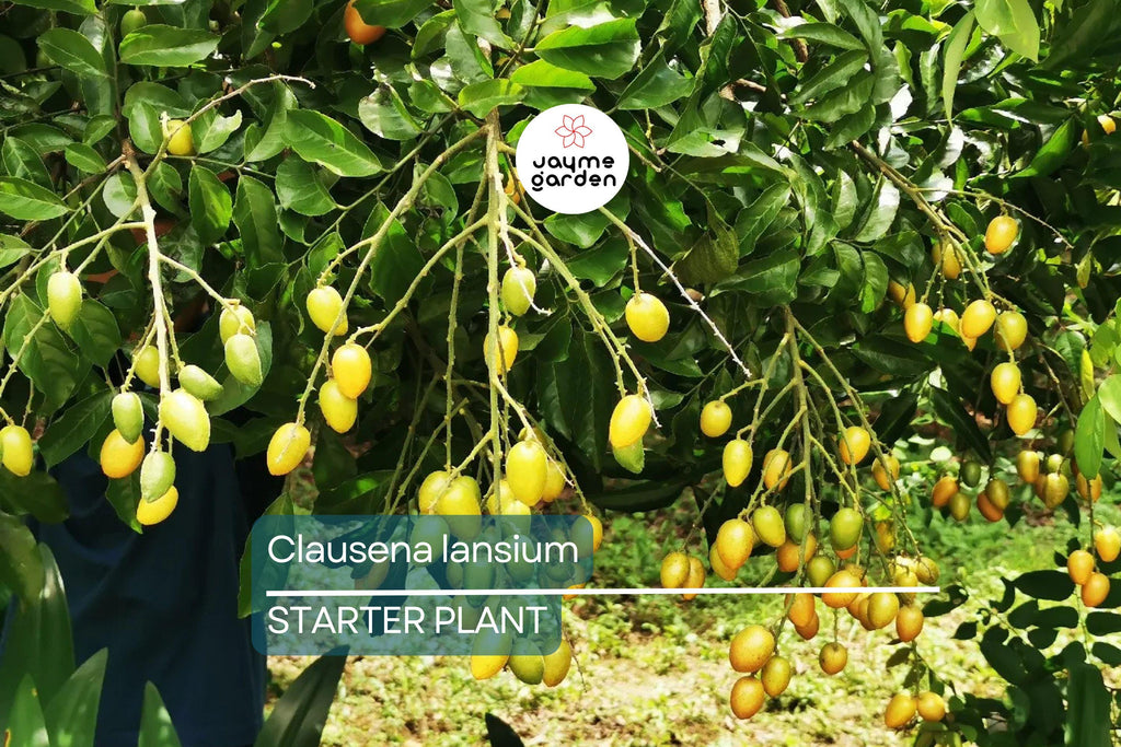 Wampee Tree 10” Seedling (Clausena lansium) Tropical Fruit Live Plant with Pot