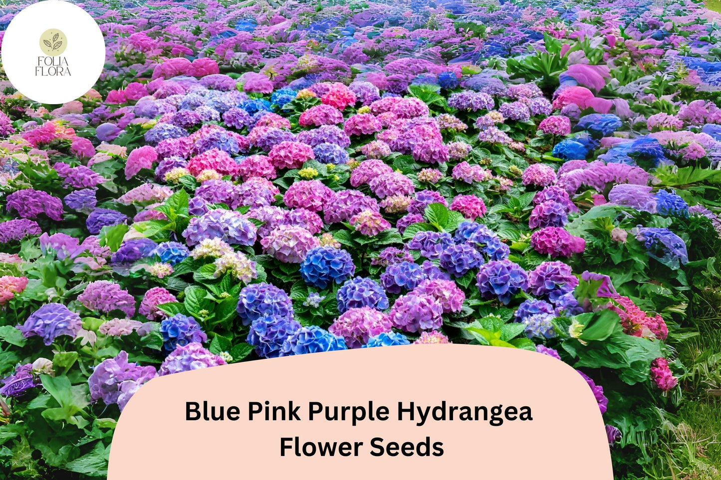 25 Blue Pink Purple Hydrangea Seeds | Mixed Color Blooms | Ornamental Shrub | Garden or Pot Plant | Long-Lasting Flower Show