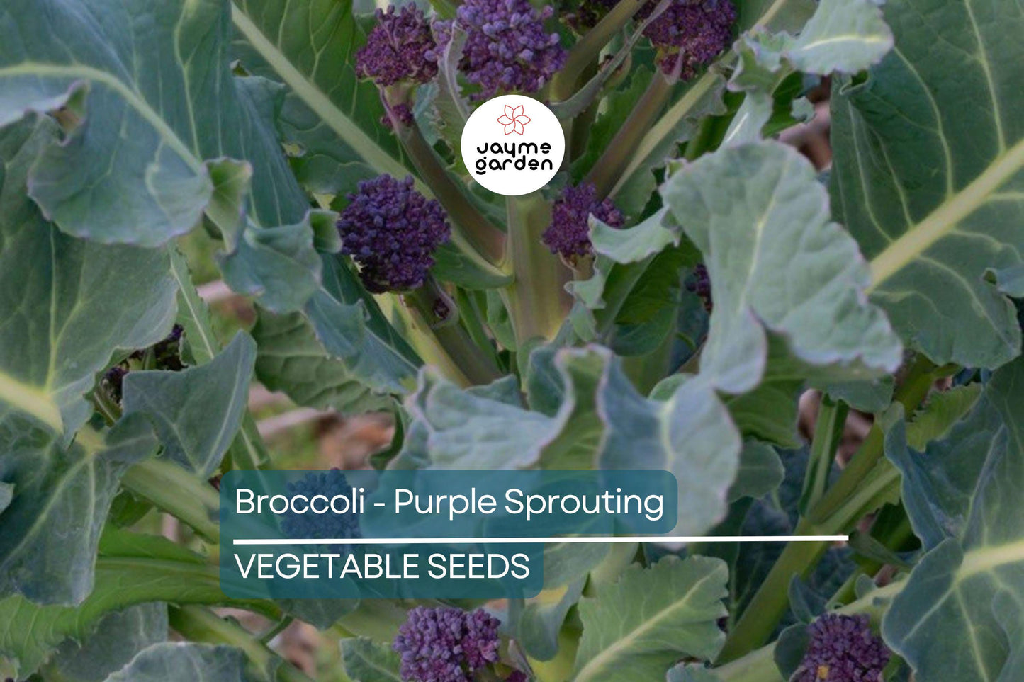 1,500 Purple Sprouting Broccoli Seeds – Non-GMO Heirloom, USA Seller, Cold Hardy
