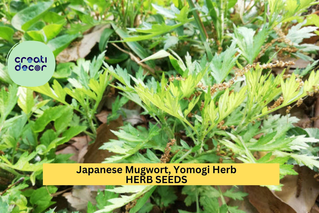 3pcs of 100mg Japanese Mugwort Seeds for Planting – Yomogi Herb for Culinary & Garden Use, Hardy Perennial Aromatic Plant