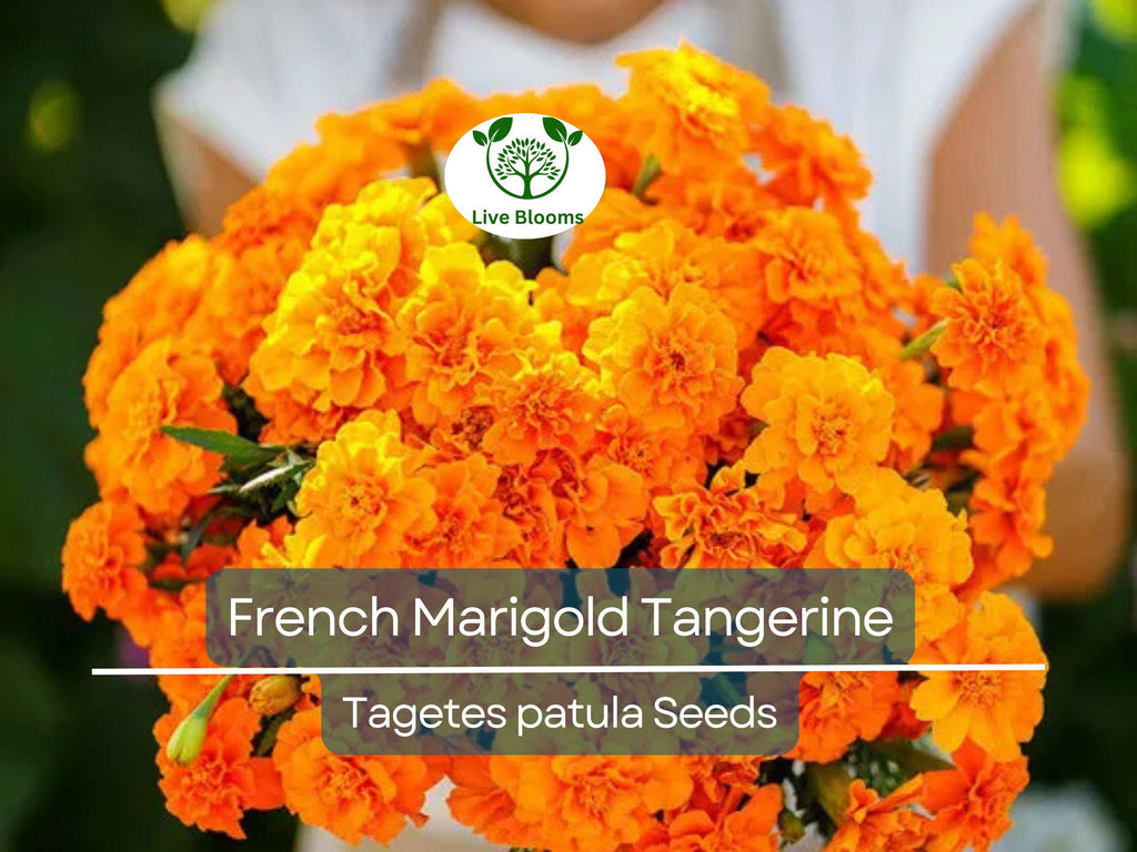 100 Seeds French Marigold Tangerine Double Dwarf, Non-GMO, Beneficial Plant, Vibrant Orange Blooms, Ideal for Containers, Garden Borders