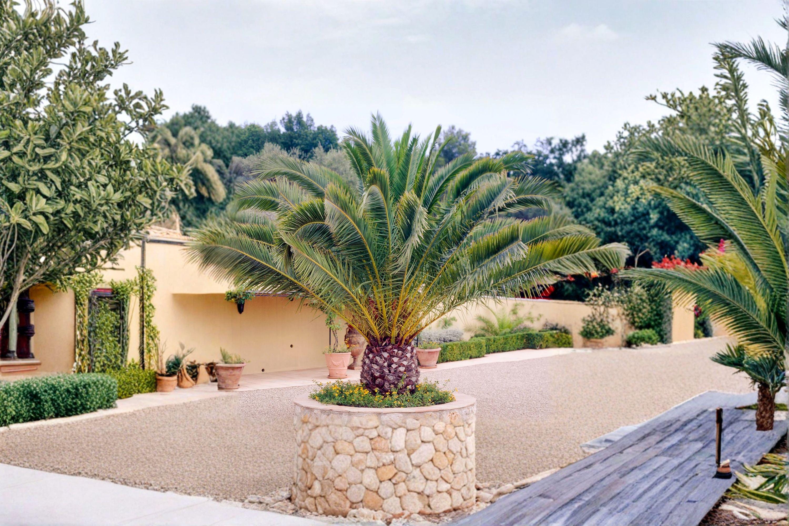 Phoenix canariensis – Canary Island Date Palm 10 Seeds | Majestic Palm Tree | Tropical & Subtropical Ornamental | Iconic Landscape Plant