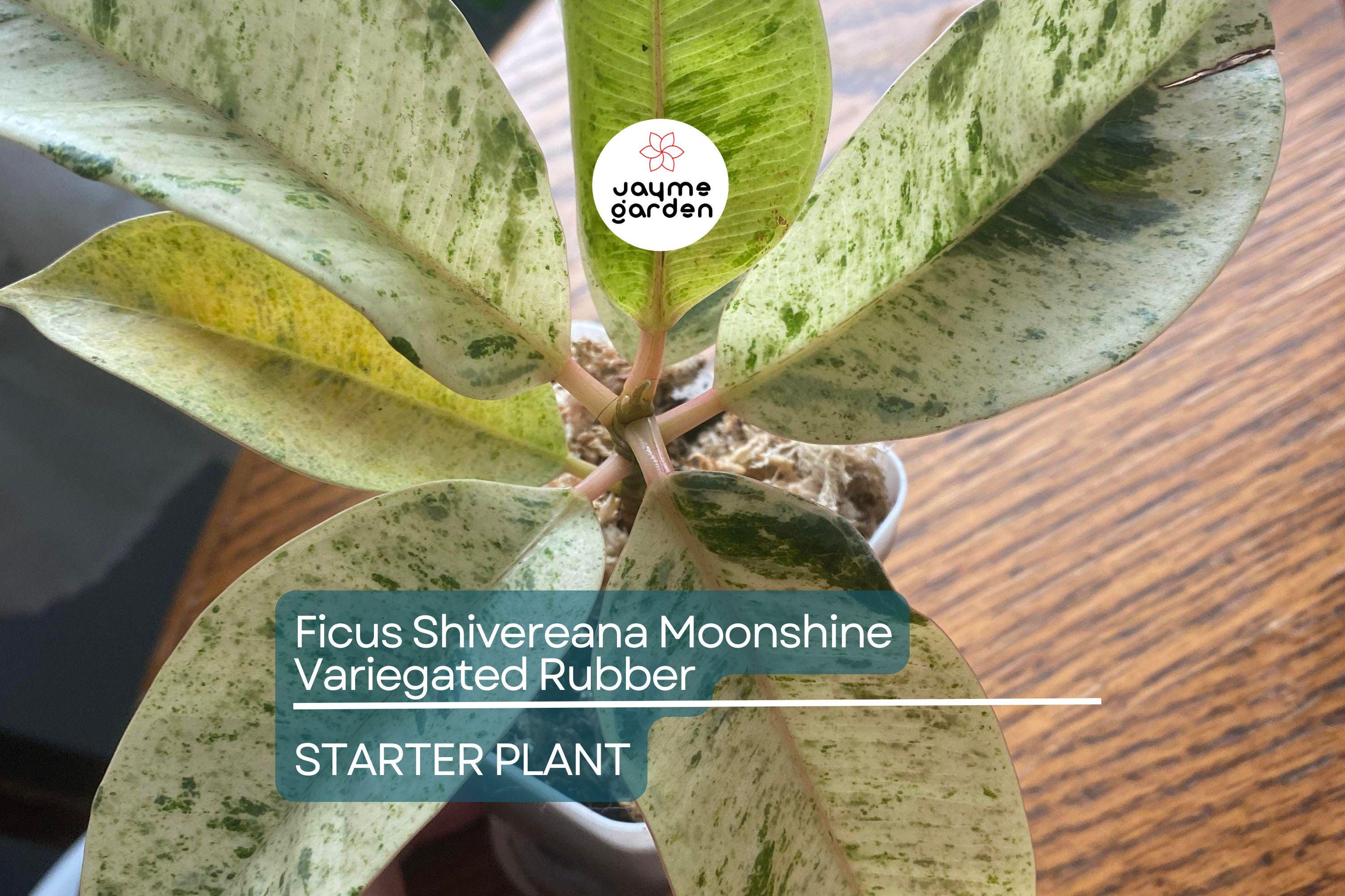 Ficus Shivereana Moonshine Starter Plant | Variegated Rubber Plant | Rooted Houseplant | 4" Tall | Tropical Evergreen | Indoor & Outdoor