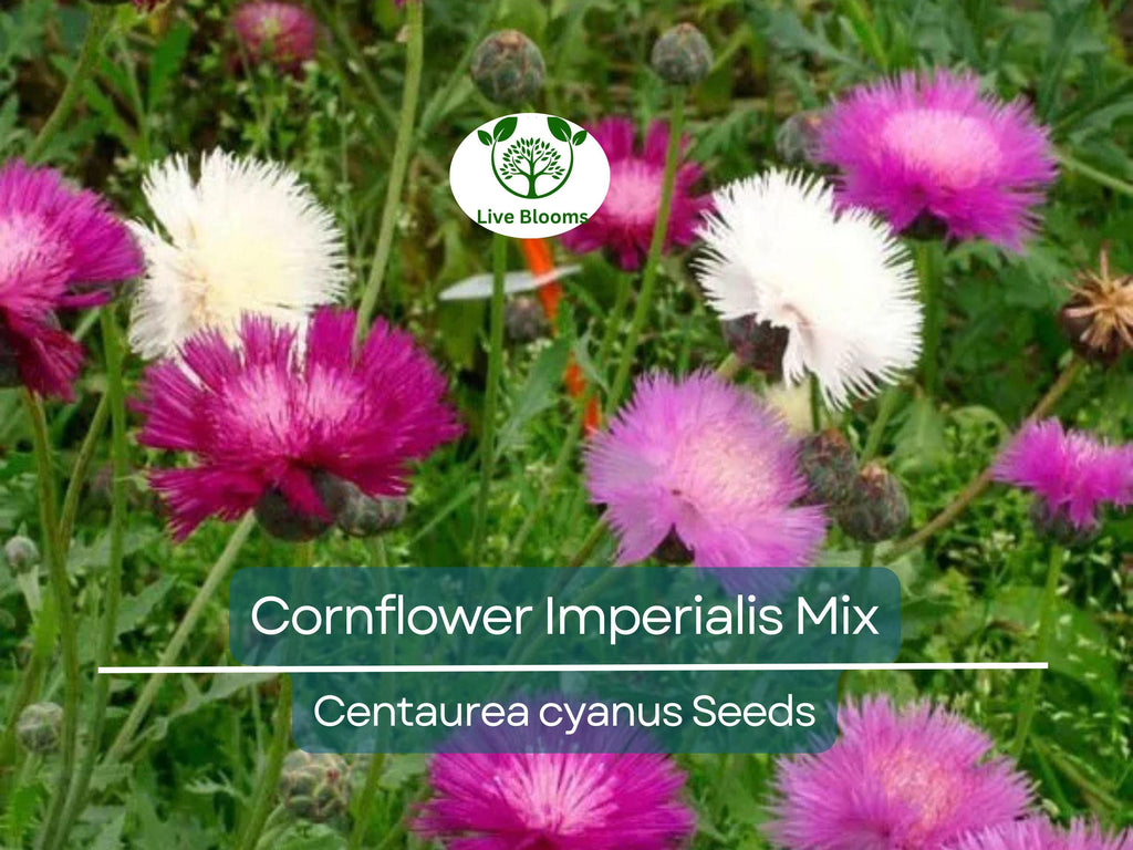 100 Seeds Cornflower ‘Imperialis Mix’ – Centaurea cyanus – Bachelor Button Purple Blend – Non-GMO Heirloom Flowers for Pollinators