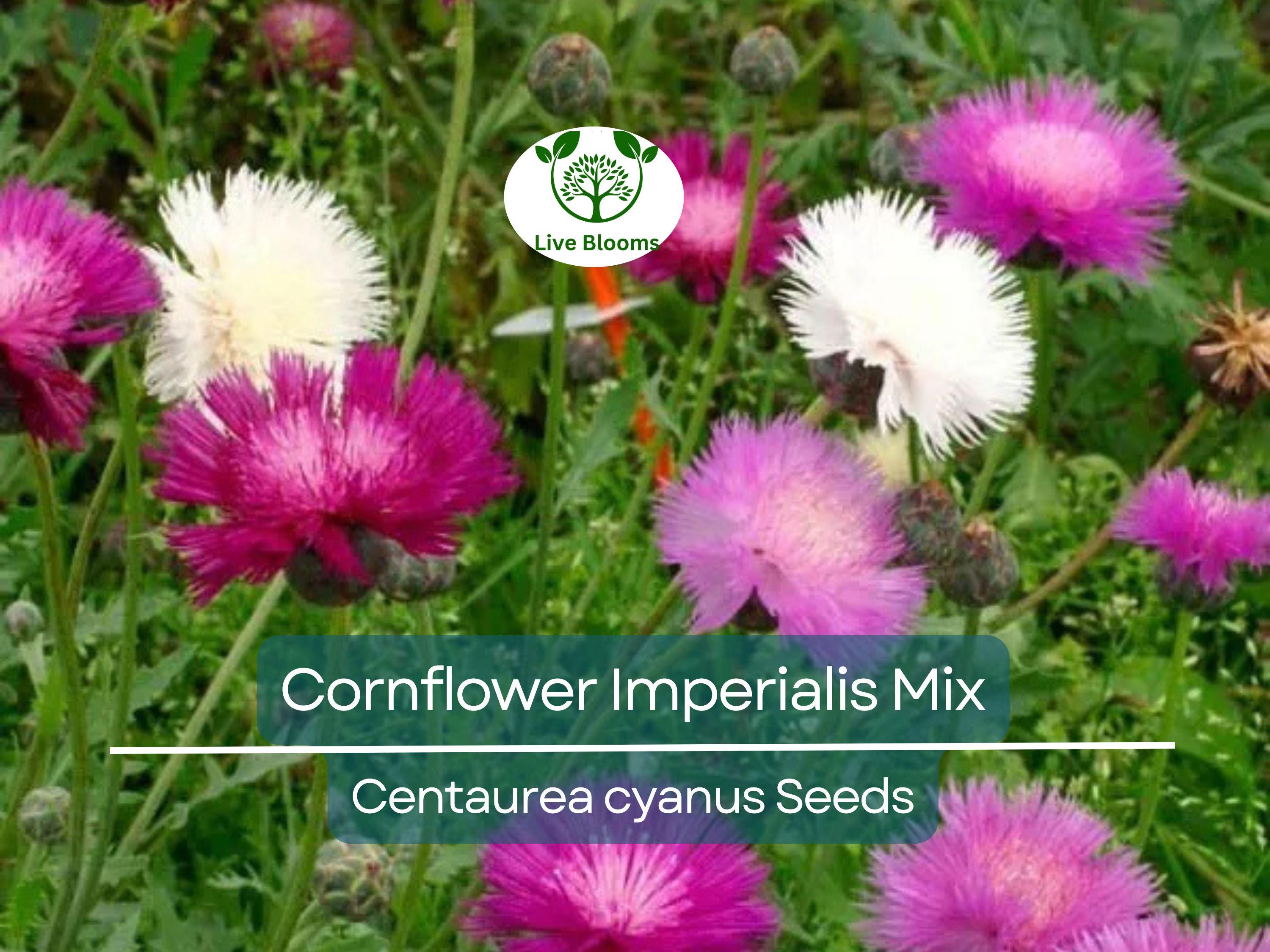 100 Seeds Cornflower ‘Imperialis Mix’ – Centaurea cyanus – Bachelor Button Purple Blend – Non-GMO Heirloom Flowers for Pollinators