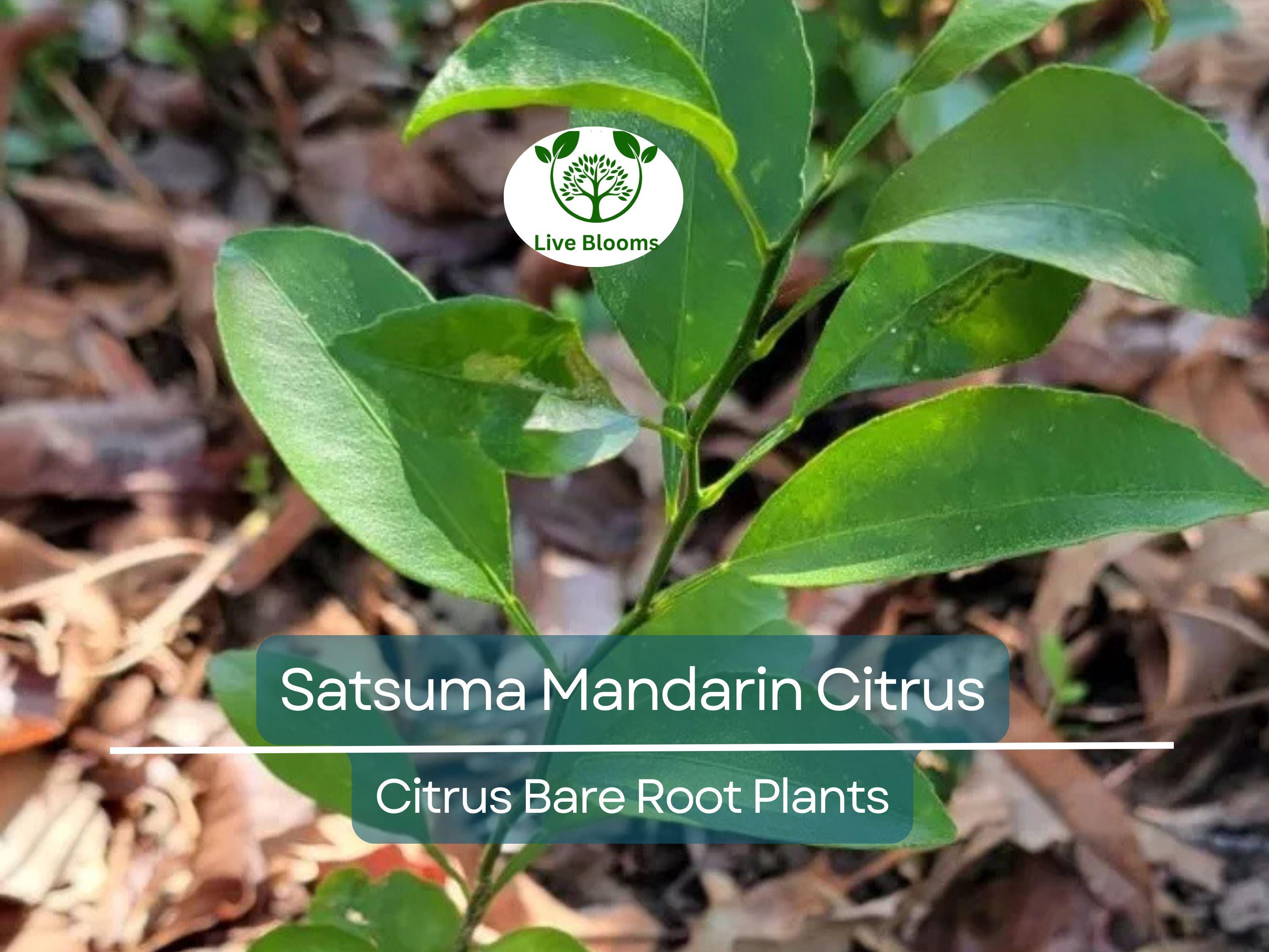 1 Satsuma Mandarin Citrus Tree – 4–10” Live Bare Root Plant – Real Fruit Seedling, Cold Hardy & Sweet, Easy to Grow Indoors/Out