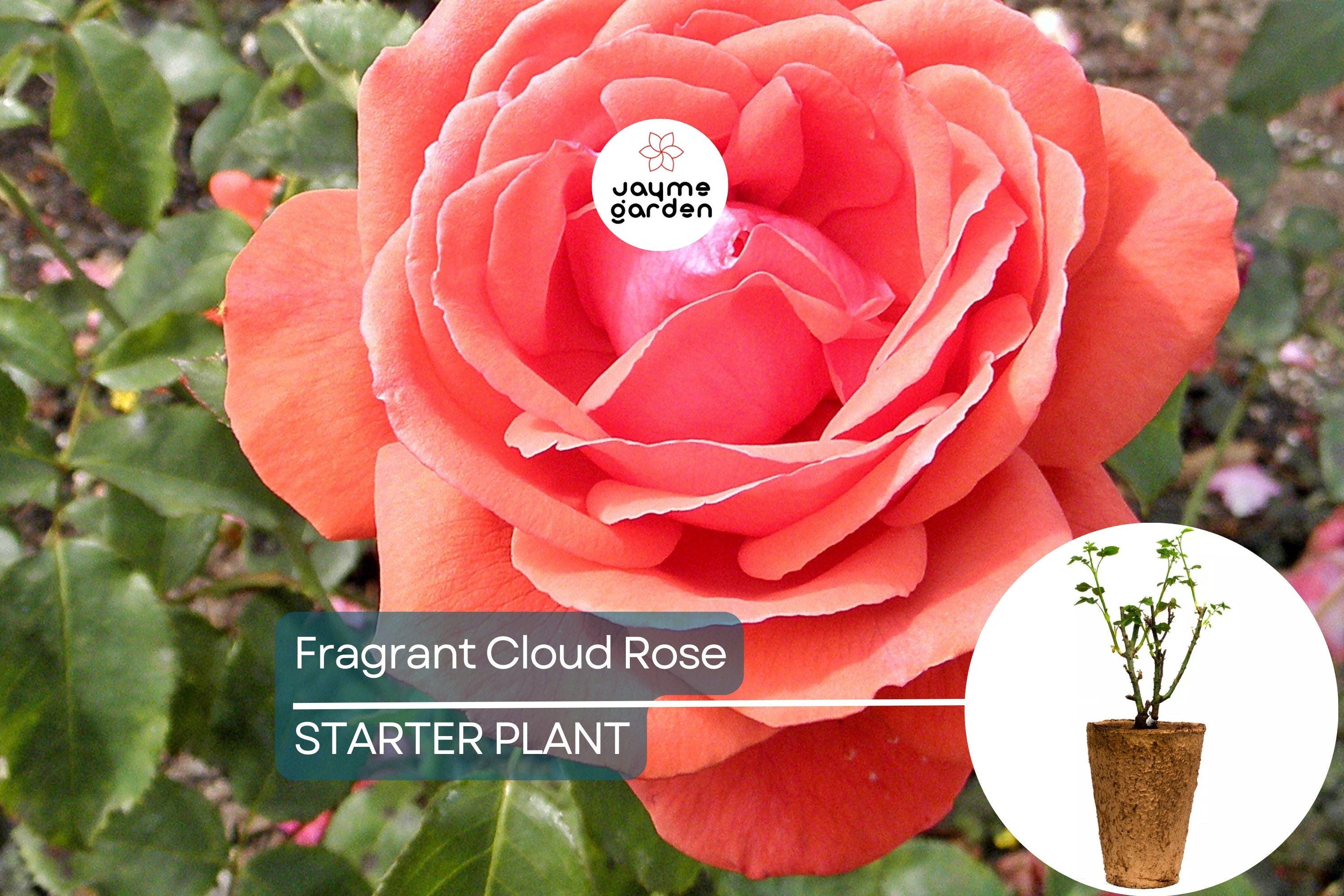 Fragrant Cloud Rose Plant - 1.5 Gal Hybrid Tea | Large Coral Red Flowers | Strong Honey Fragrance | 5” Blooms |