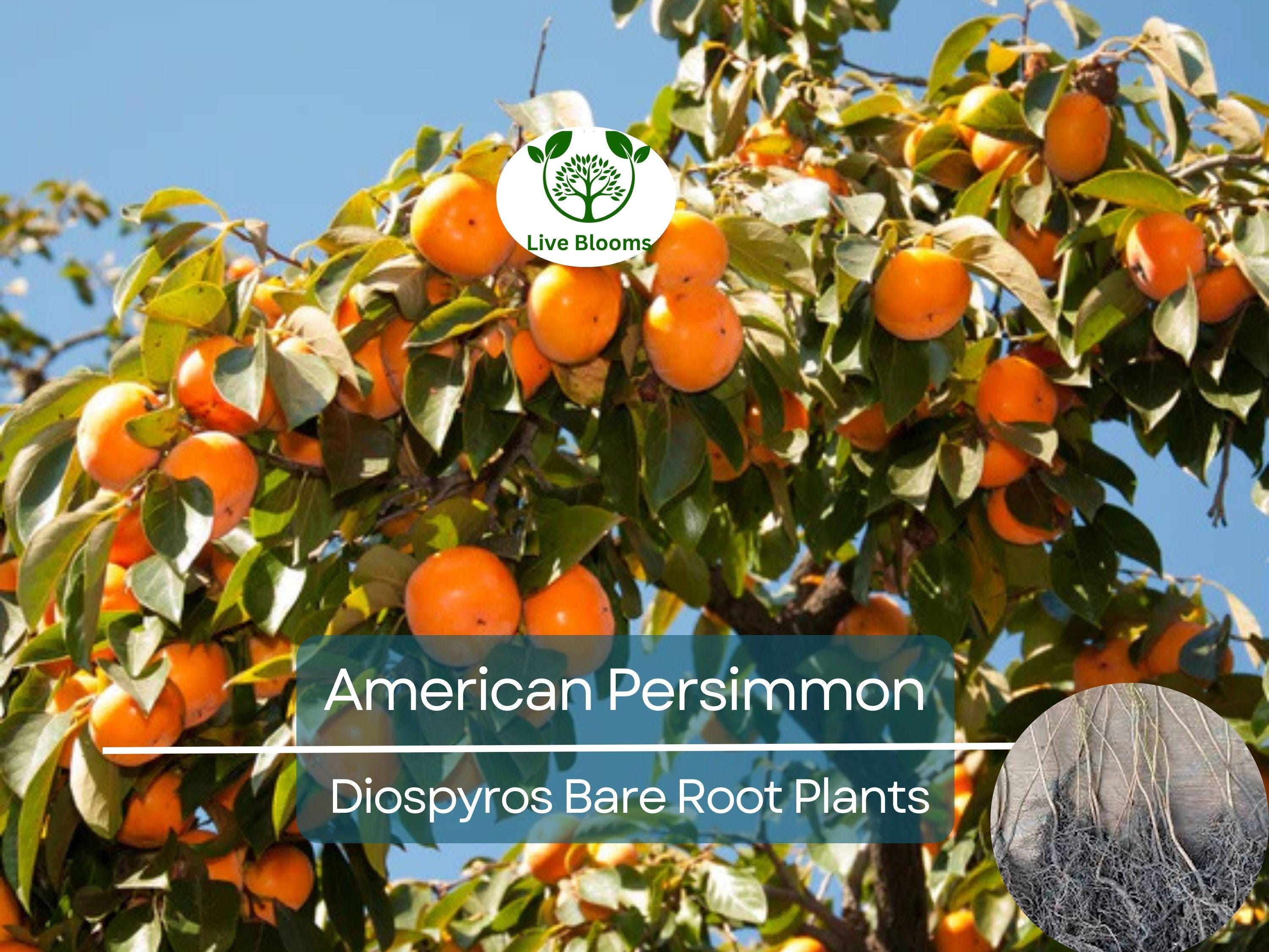 1 American Persimmon Tree - Live Bare Root (12–24in) - Diospyros virginiana, Native Fruit Tree, Cold Hardy, Non-GMO, Edible Landscape