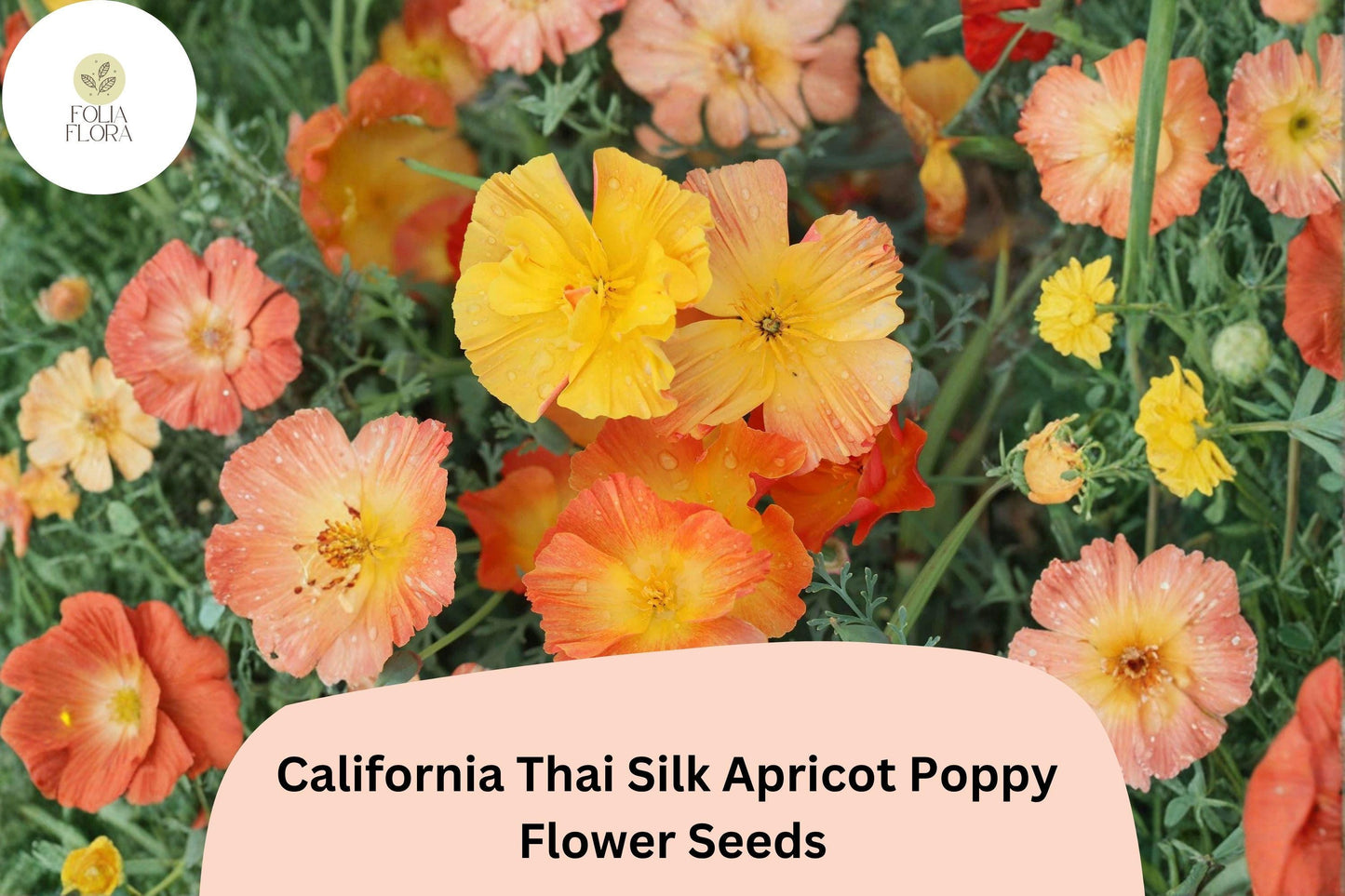 200+ California Thai Silk Apricot Poppy Seeds for Garden Planting - Vibrant Wildflower Mix
