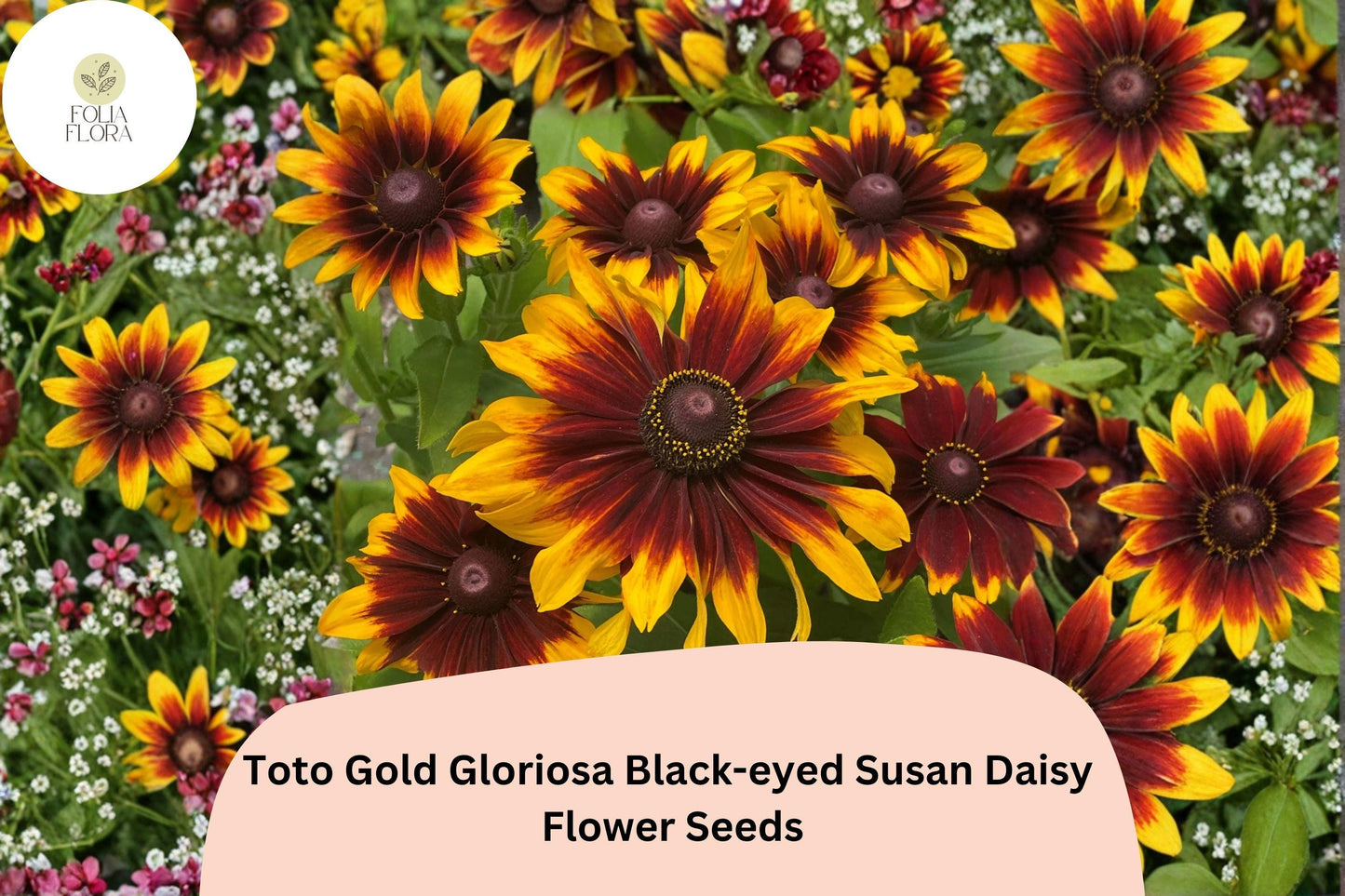 200+ Toto Gold Gloriosa Black-eyed Susan Daisy Seeds | Rudbeckia hirta | Bright Golden Blooms | Easy to Grow Perennial
