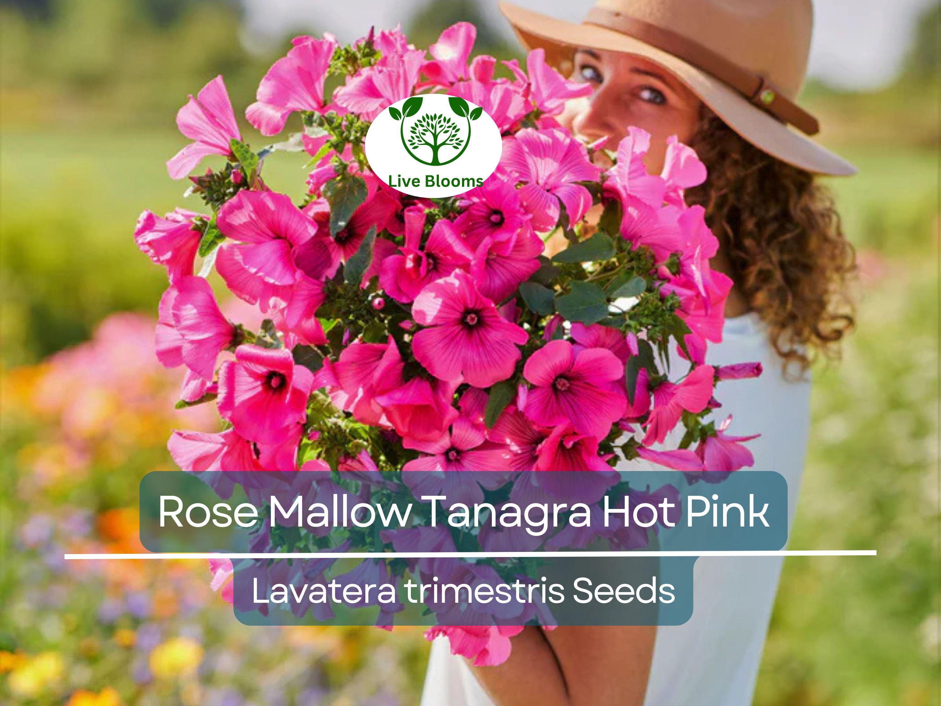 100 Seeds Rose Mallow Tanagra Hot Pink Blooms, Pollinator Attractor, Non-GMO, Hardy Perennial, Vibrant Flowers for Garden