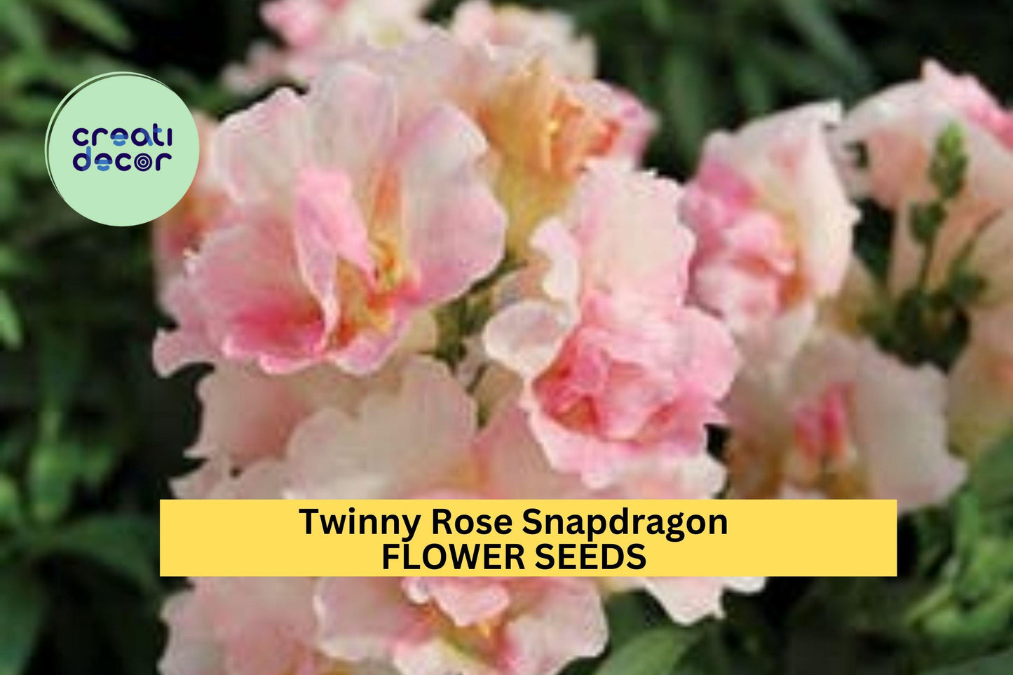 1000+ Twinny Rose Snapdragon Seeds – Ruffled Peach-Pink Blooms for Garden Planting, Compact Double Flowering Variety – USA