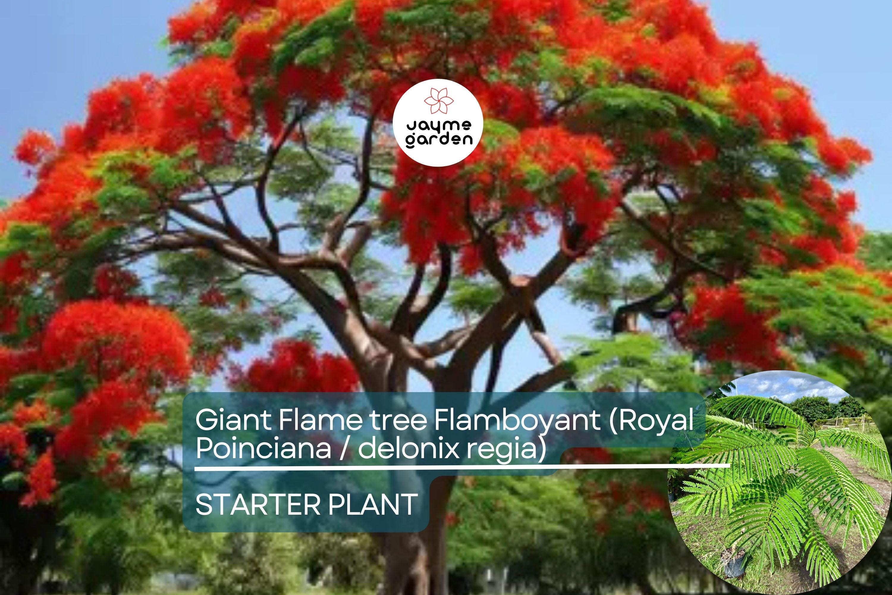 Giant Flame Tree Royal Poinciana 5 ft | Tropical Beauty | Exotic Delonix Regia | Stunning Red Flowers | Ornamental Shade Tree