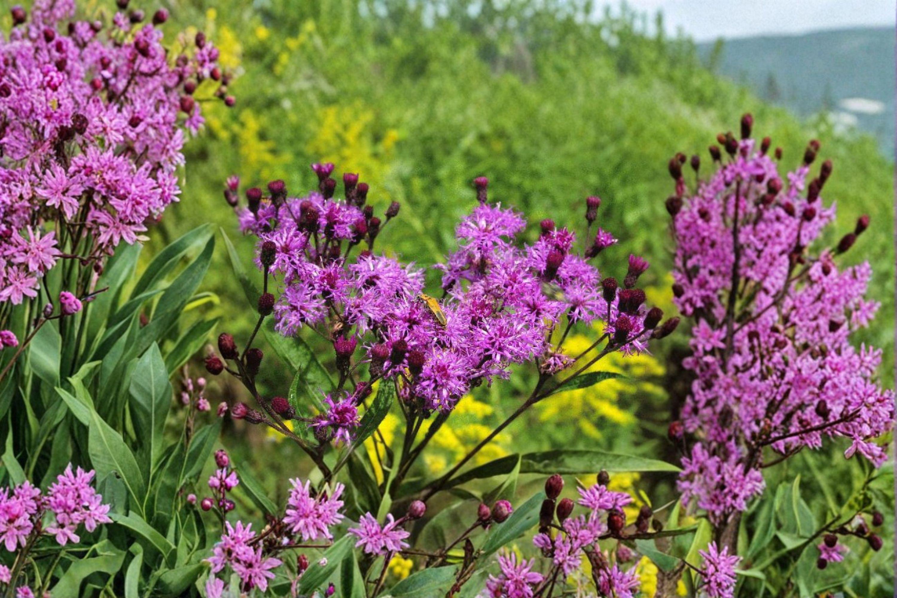 Vernonia Noveboracensis New York Ironweed Seeds – 100 Native Perennial Wildflower Seeds