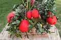 Red Pomelo 10 Seeds (Citrus paradisi) Grapefruit Citrus Seeds