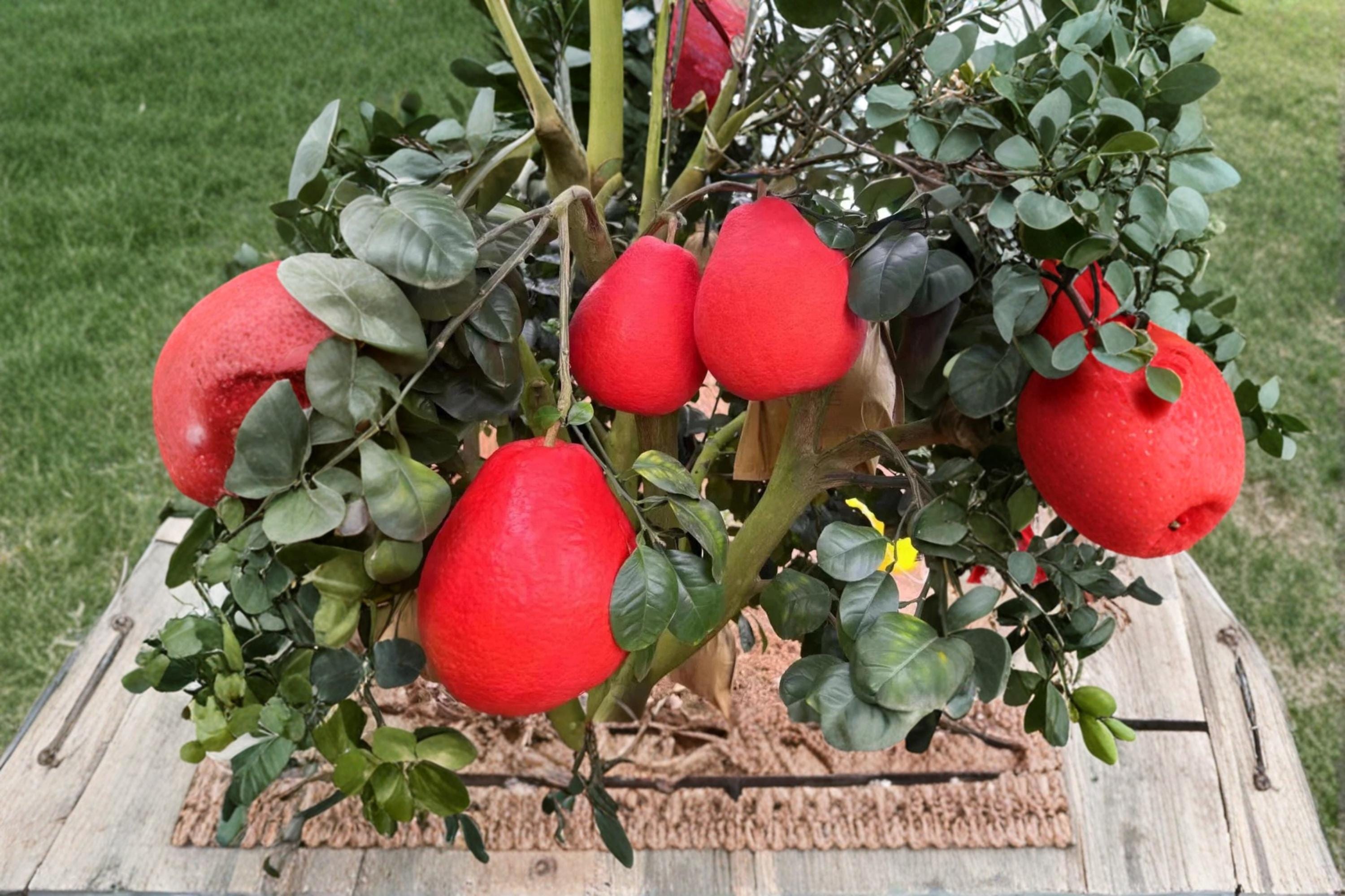 Red Pomelo 10 Seeds (Citrus paradisi) Grapefruit Citrus Seeds