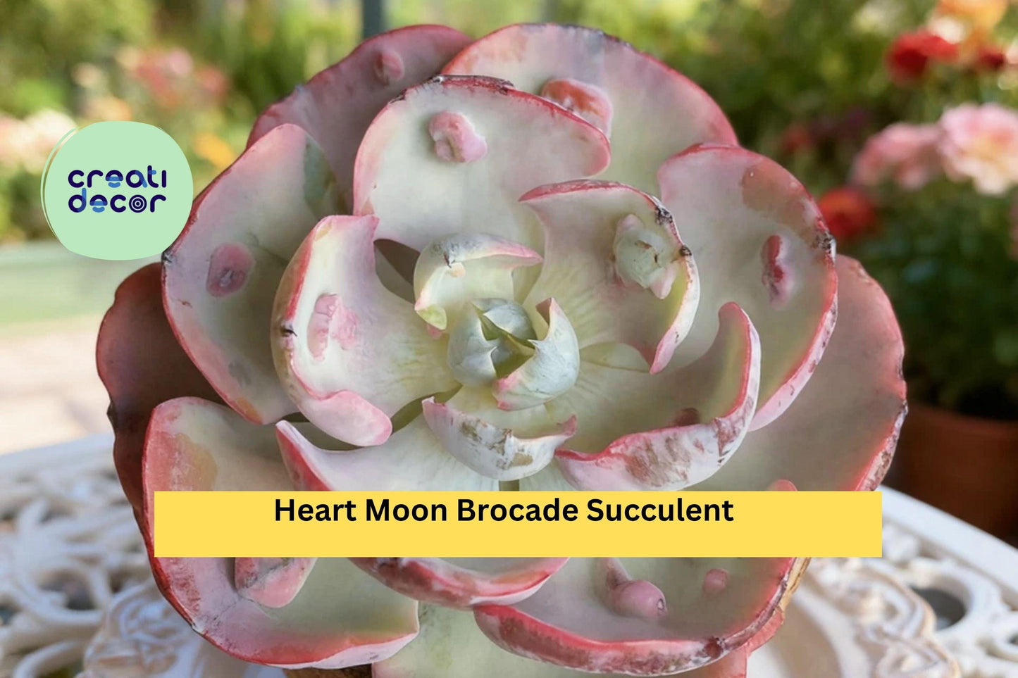 Heart Moon Brocade Succulent – Rare Variegated Live Plant, Bare Root Starter, Easy Care Indoor or Outdoor Decorative Plant