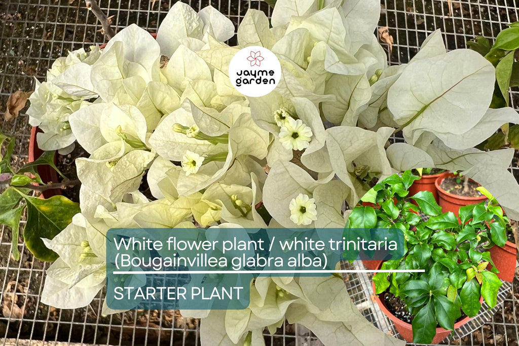 1 White Trinitaria Bougainvillea Live Plant 1’-2’ | Tropical Climbing Flowering Vine | Stunning White Bracts, Low Maintenance