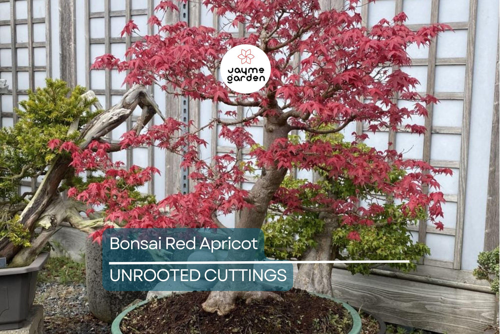 SUPER RARE Bonsai Red Apricot - 3 Fresh Cuttings for Rooting or Grafting (Mai Do) - Exotic, Hardy, Perfect for Bonsai