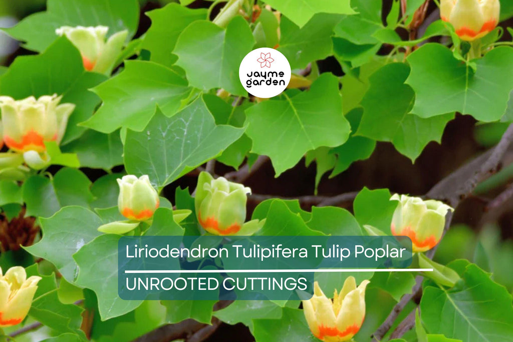 Tulip Poplar Tree Cuttings - 7 Live 12" Cuttings, Fast-Growing, Yellow Flowers, USDA Zones 4-9, Perfect for Shade or Street Trees