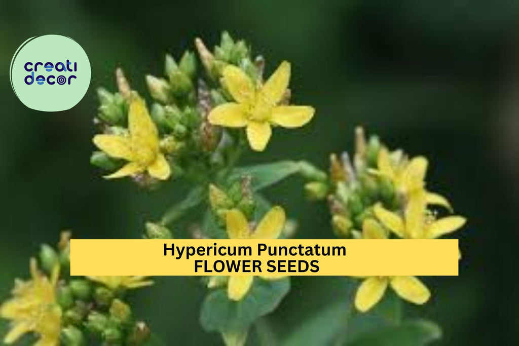 3pcs of 50mg Hypericum punctatum Seeds – Dotted St. John’s Wort for Pollinator Gardens, Meadows, or Native Landscaping Seeds for Planting