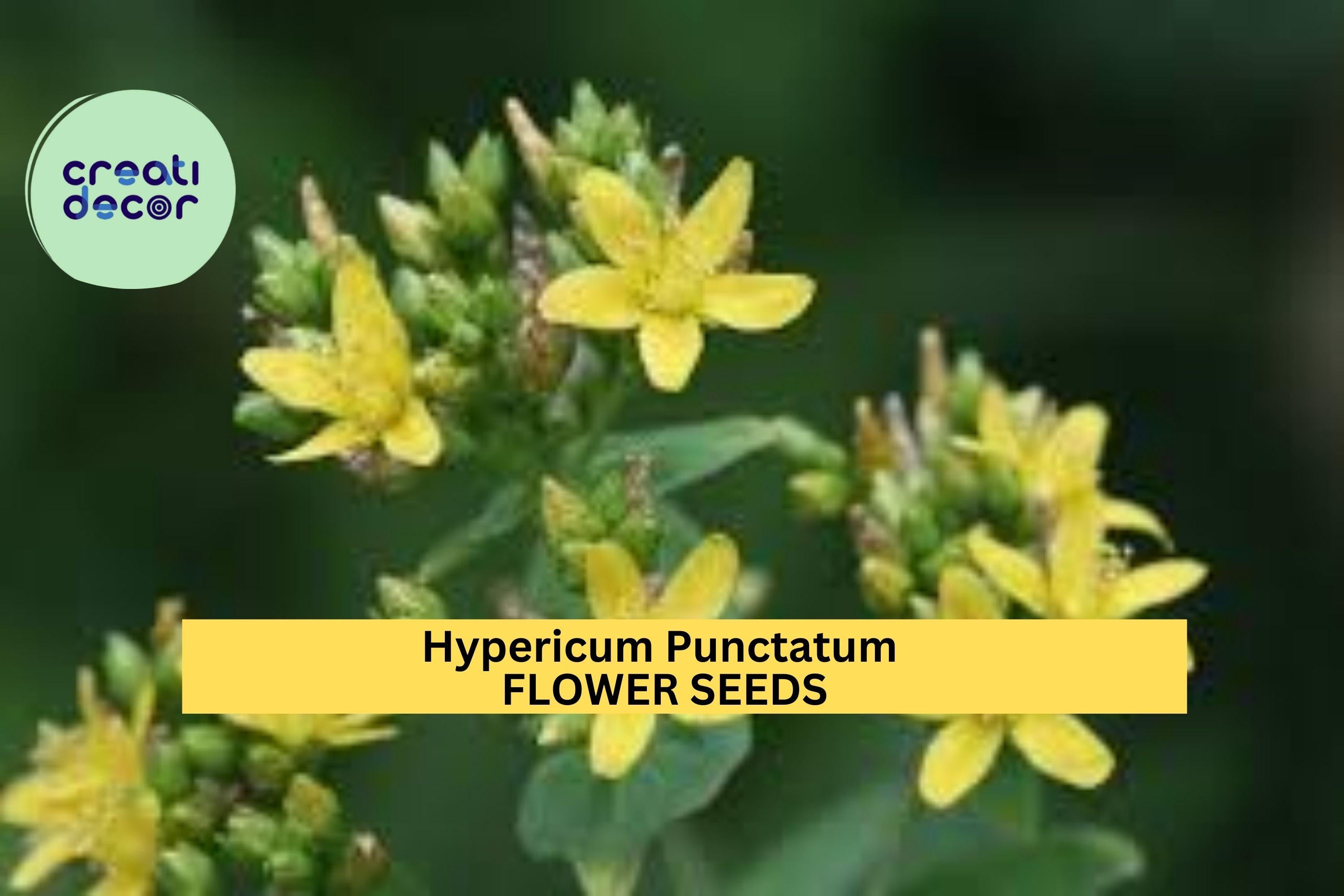 3pcs of 50mg Hypericum punctatum Seeds – Dotted St. John’s Wort for Pollinator Gardens, Meadows, or Native Landscaping Seeds for Planting